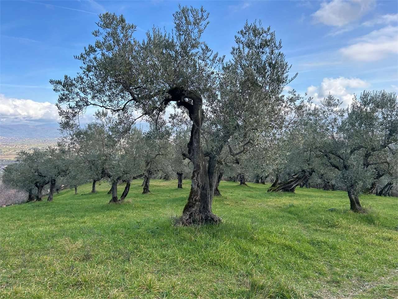 immagine annuncio 2 di 8