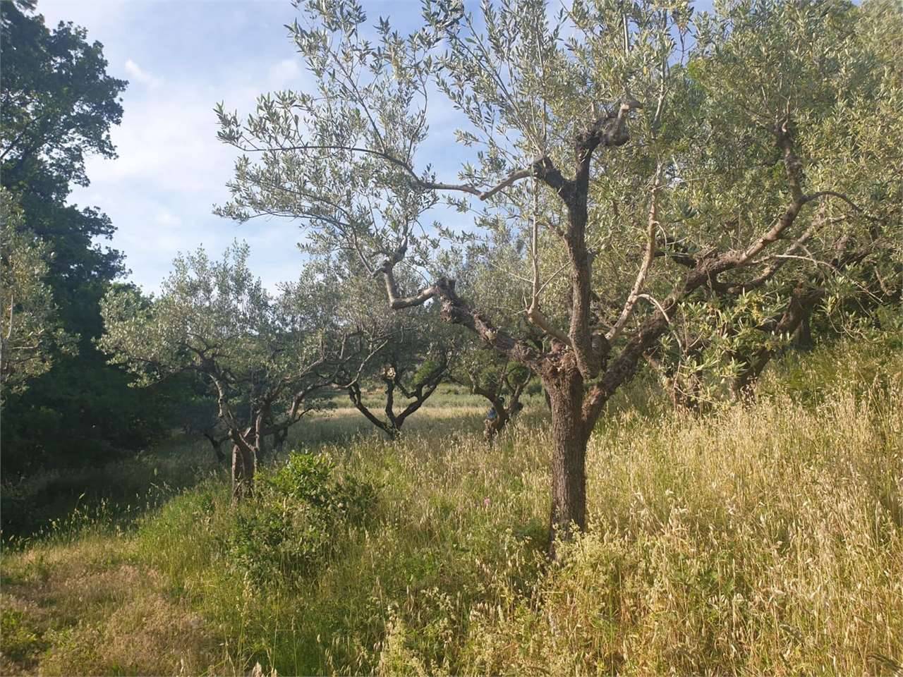 immagine annuncio 3 di 8