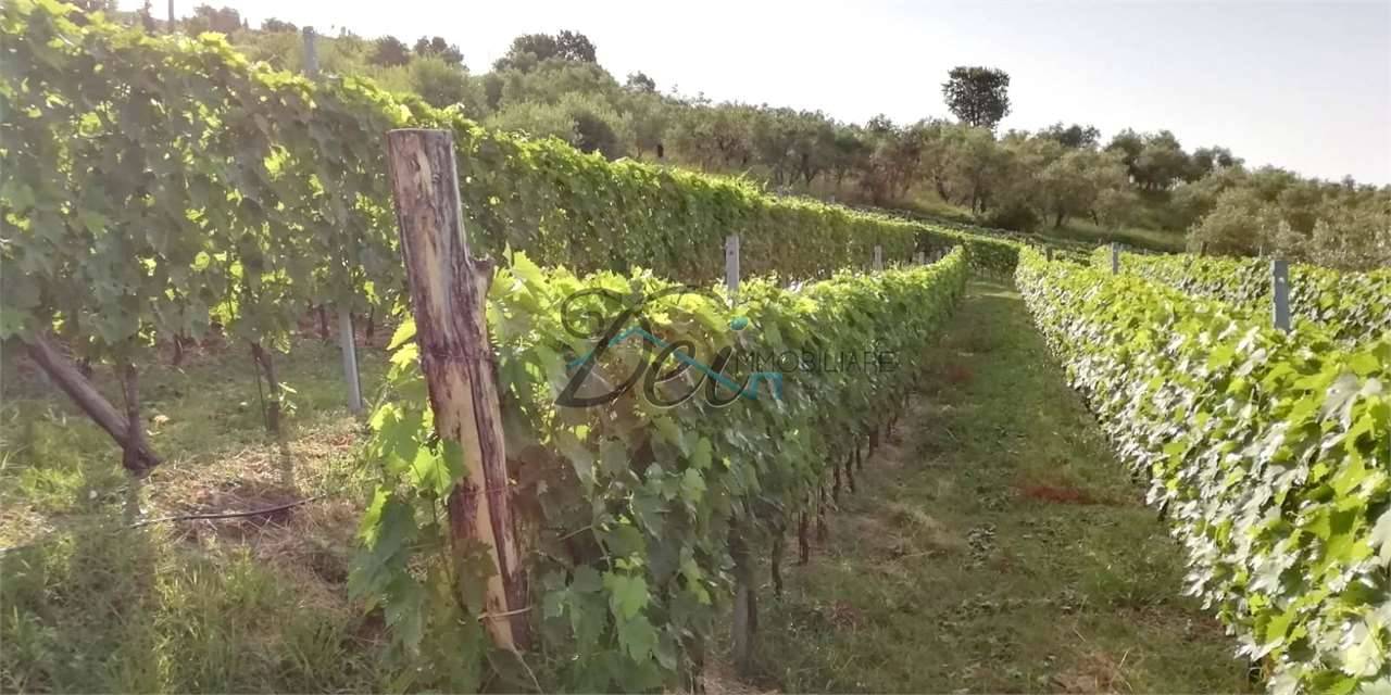immagine annuncio 3 di 7