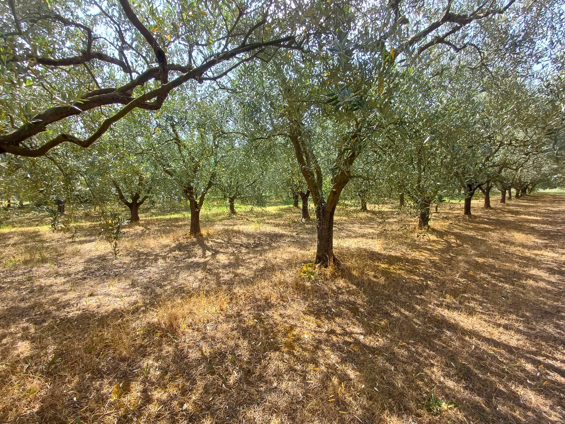 immagine annuncio 4 di 6