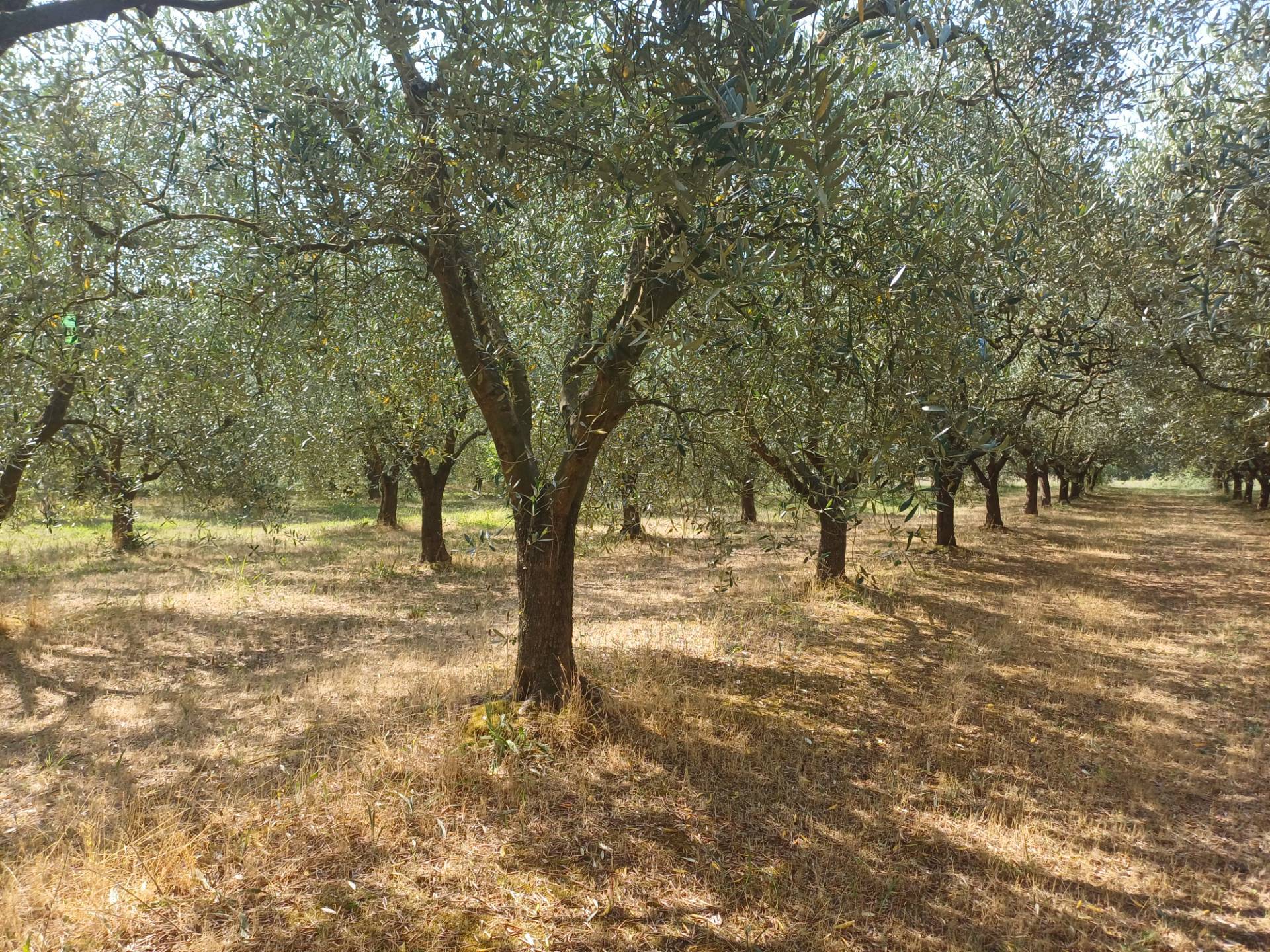 immagine annuncio 5 di 6