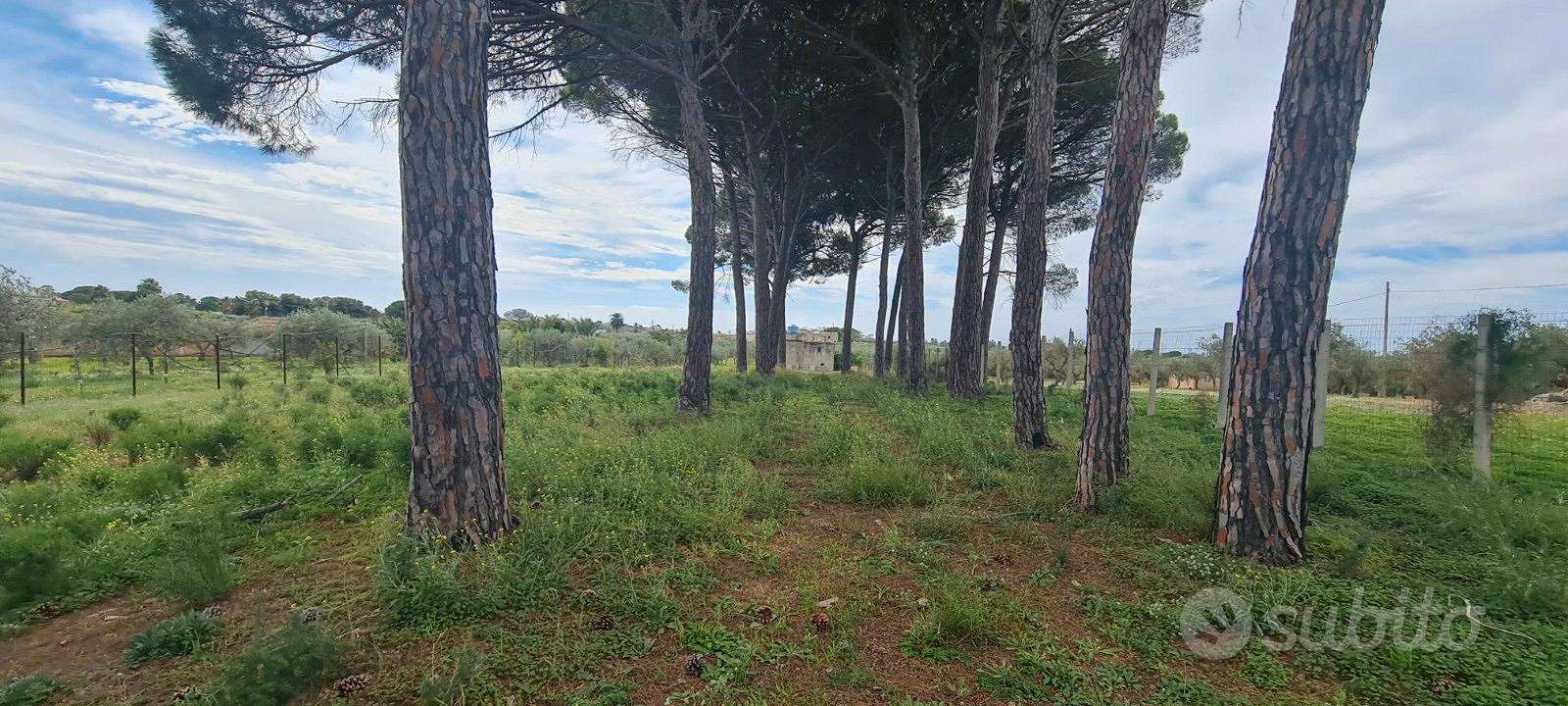  - foto 3
