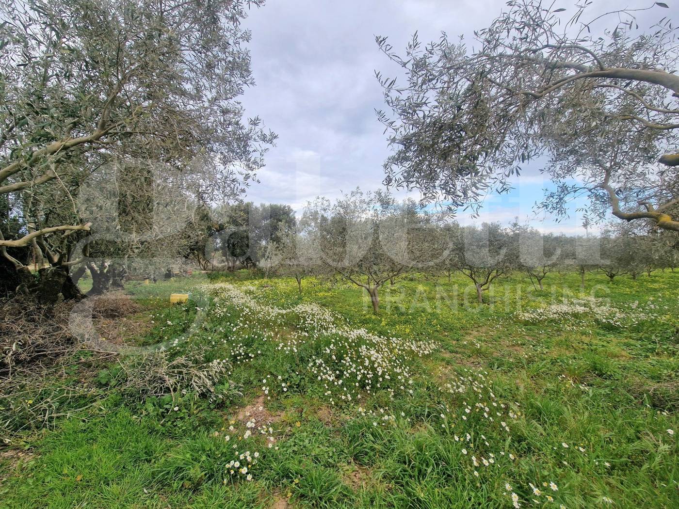 immagine annuncio 5 di 6