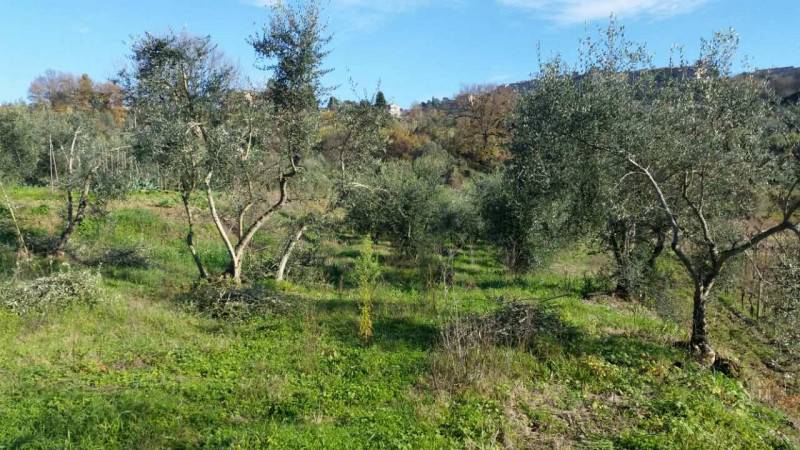 immagine annuncio 2 di 4