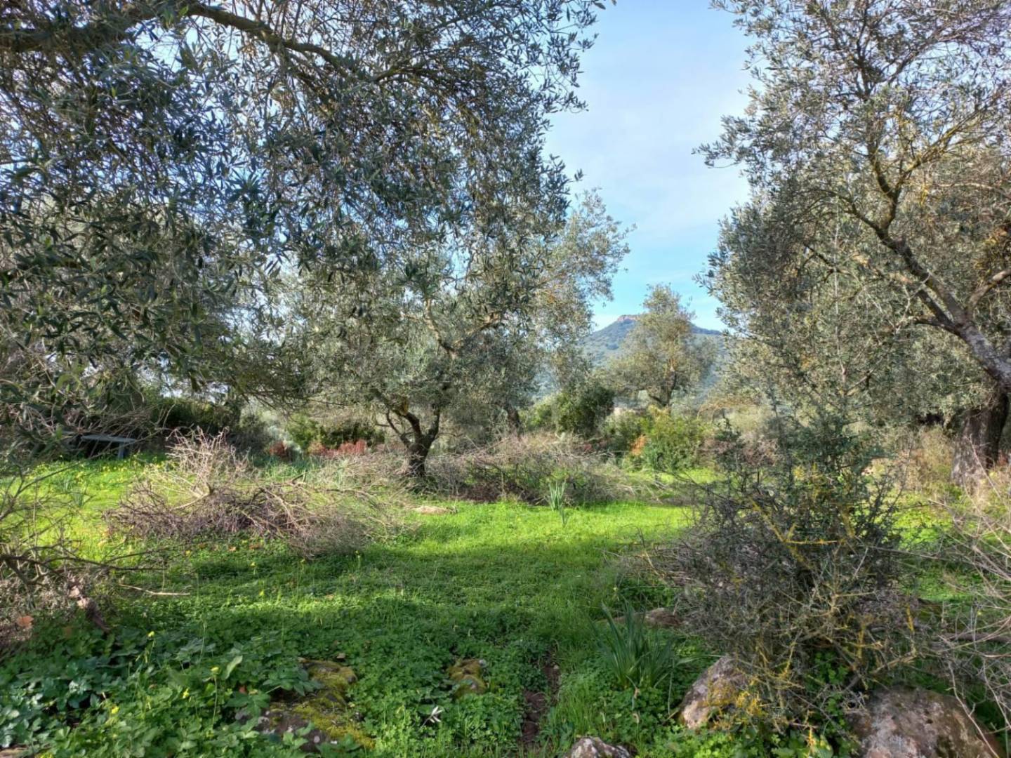 immagine annuncio 7 di 8