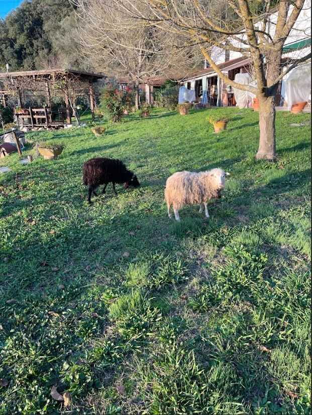  - foto 35