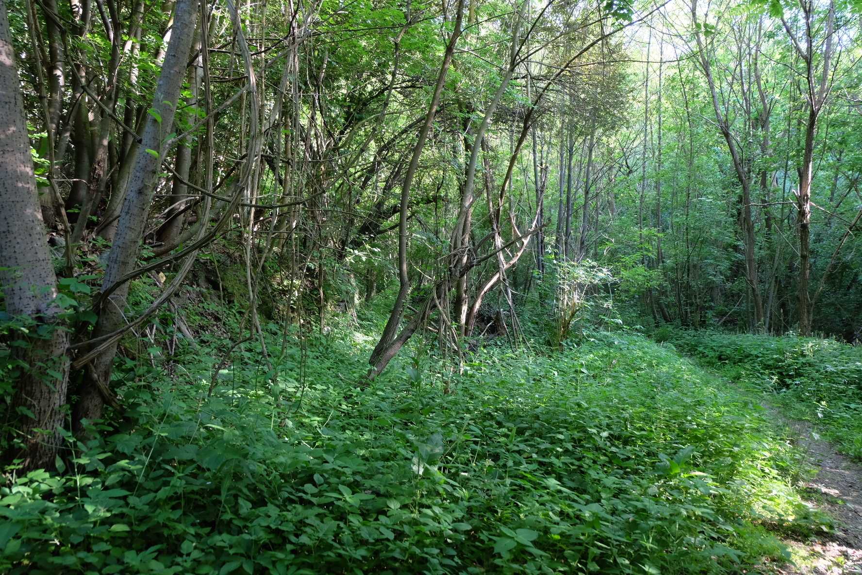  - foto 14