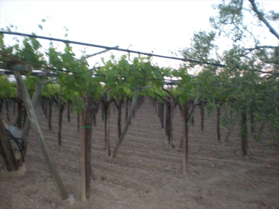 Terreno agricolo, Cerignola