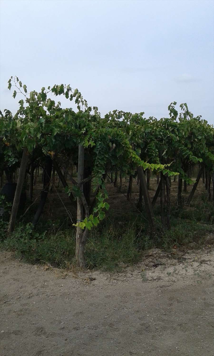 Terreno agricolo, Cerignola