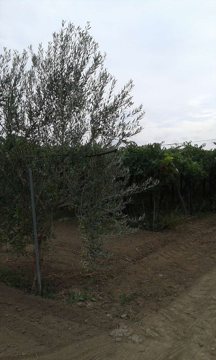  - foto 2
