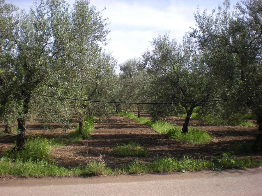Terreno agricolo, Cerignola