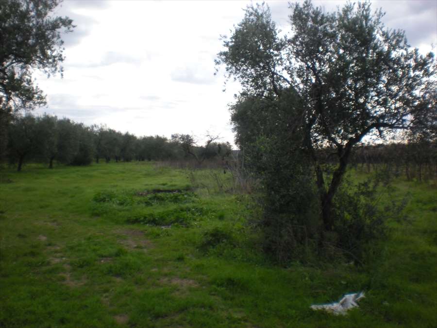 Terreno agricolo, Cerignola
