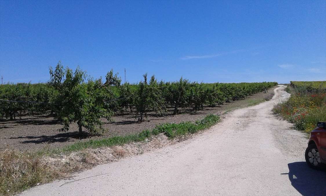 Terreno agricolo, Cerignola