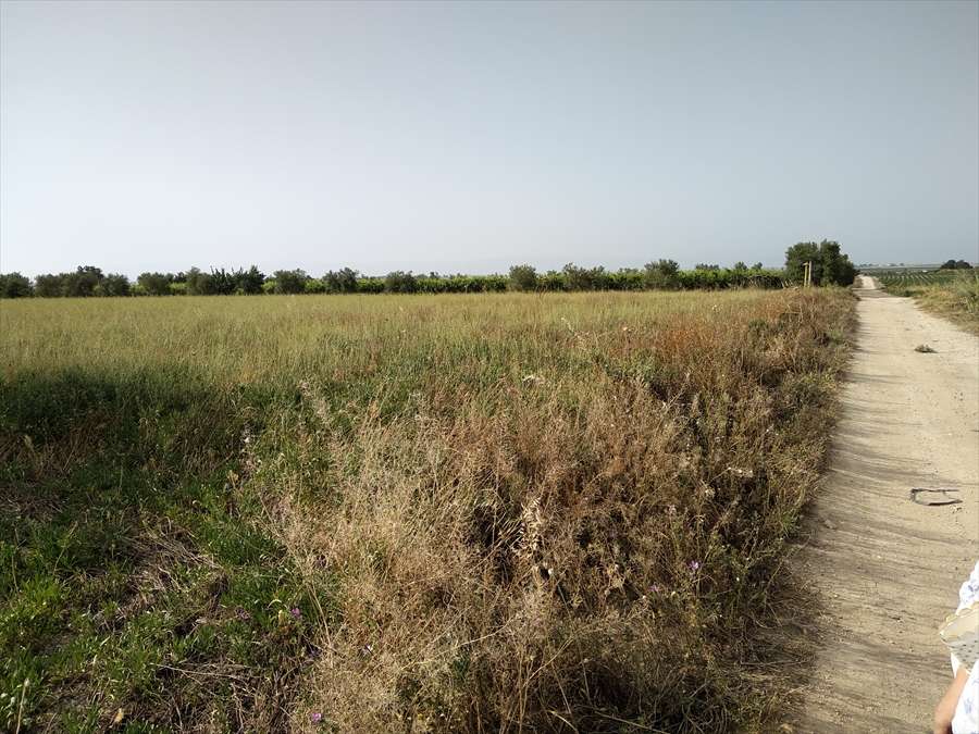 Terreno agricolo, Cerignola