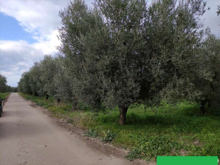 Terreno agricolo, Cerignola