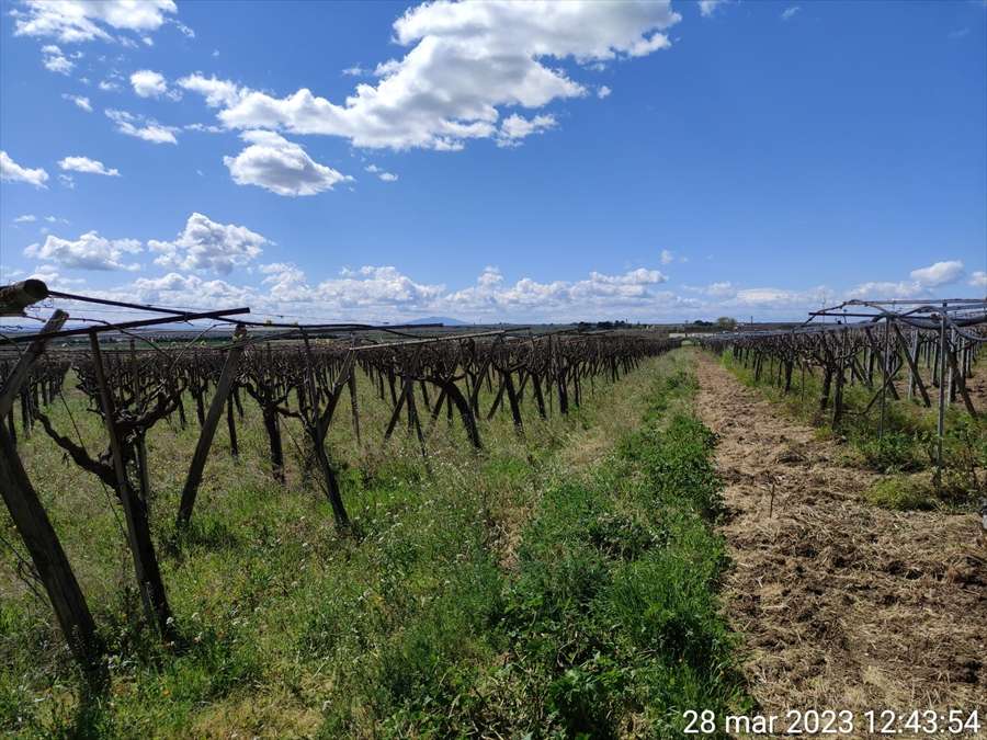 Terreno agricolo, Cerignola