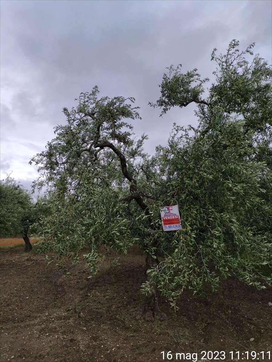 Terreno agricolo Contrada Mezzanella, Cerignola