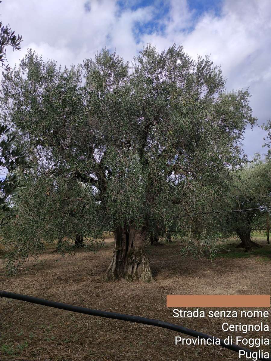 Terreno agricolo San Michele delle Vigne, Cerignola