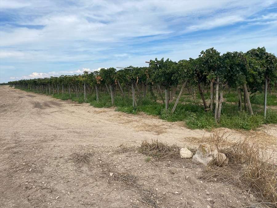 Terreno agricolo "Contrada Tramezzo", Cerignola