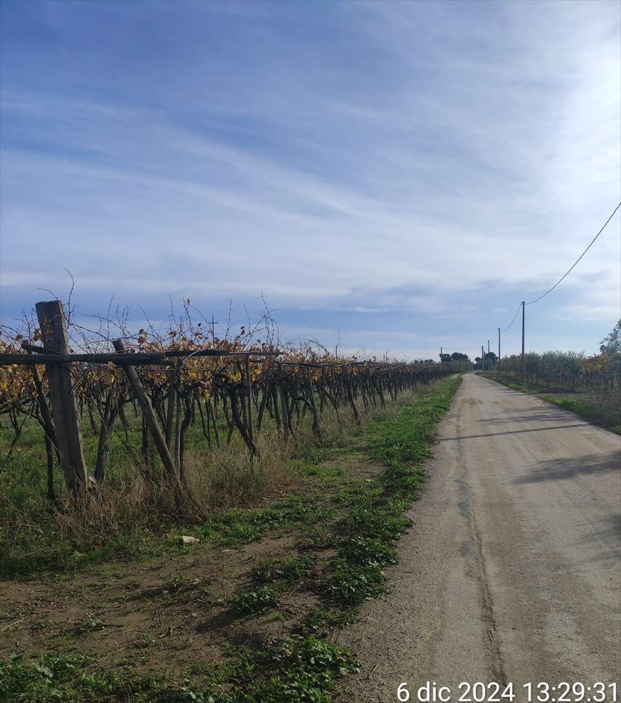 Terreno agricolo, Cerignola