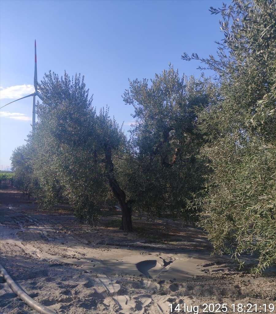 Terreno agricolo BORGO TRESSANTI, Cerignola