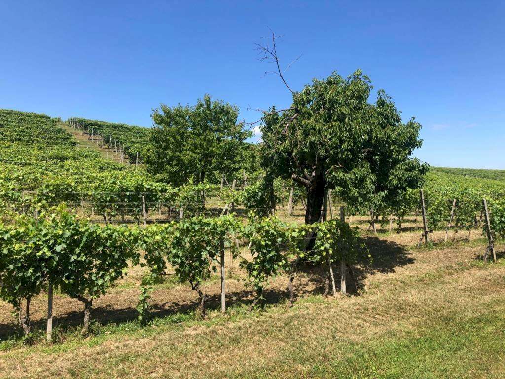  - foto 39