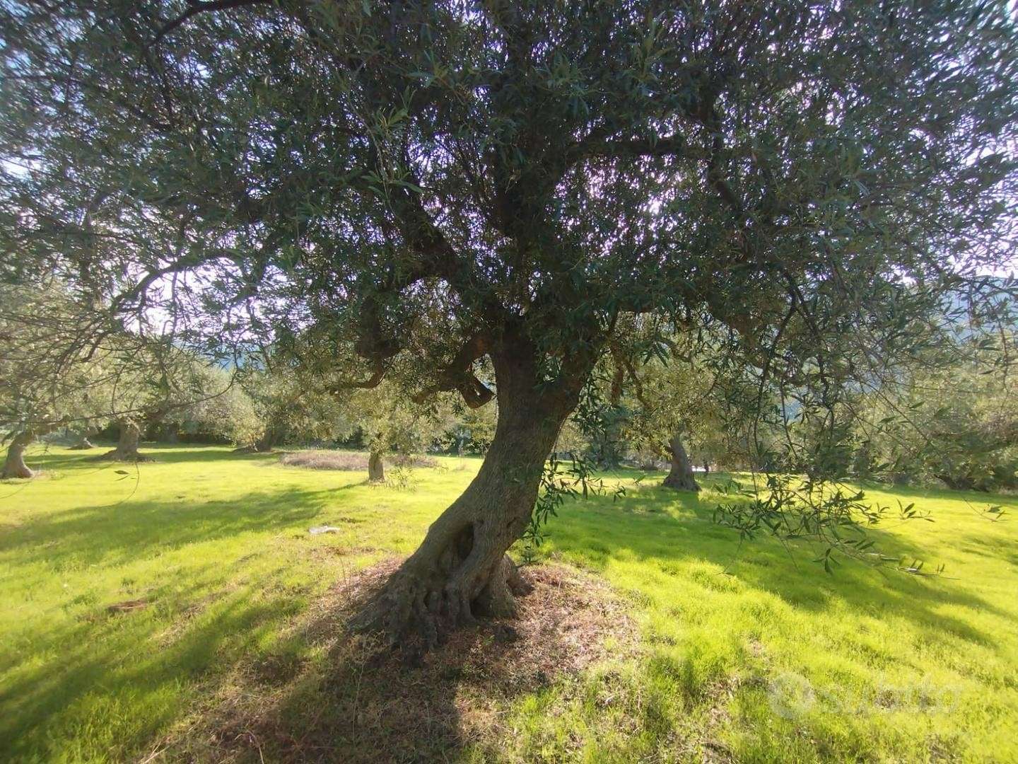  - foto 11
