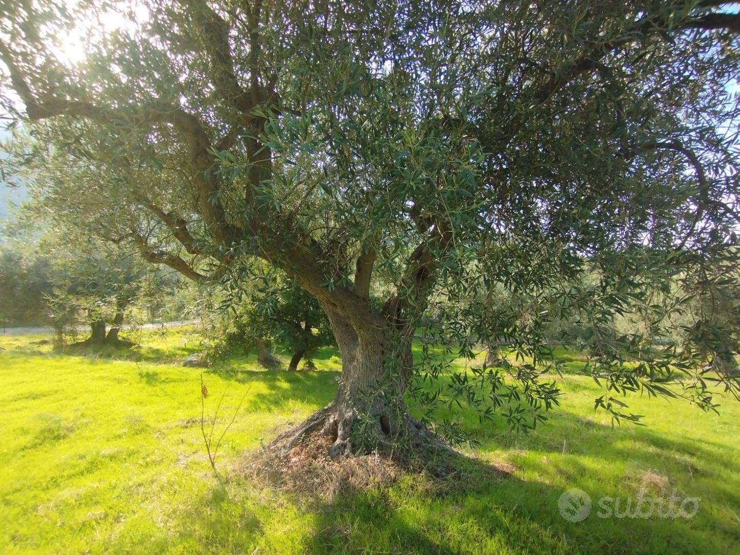  - foto 4