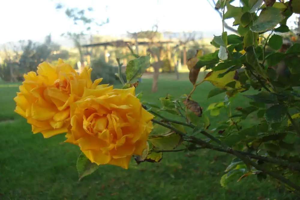  - foto 13