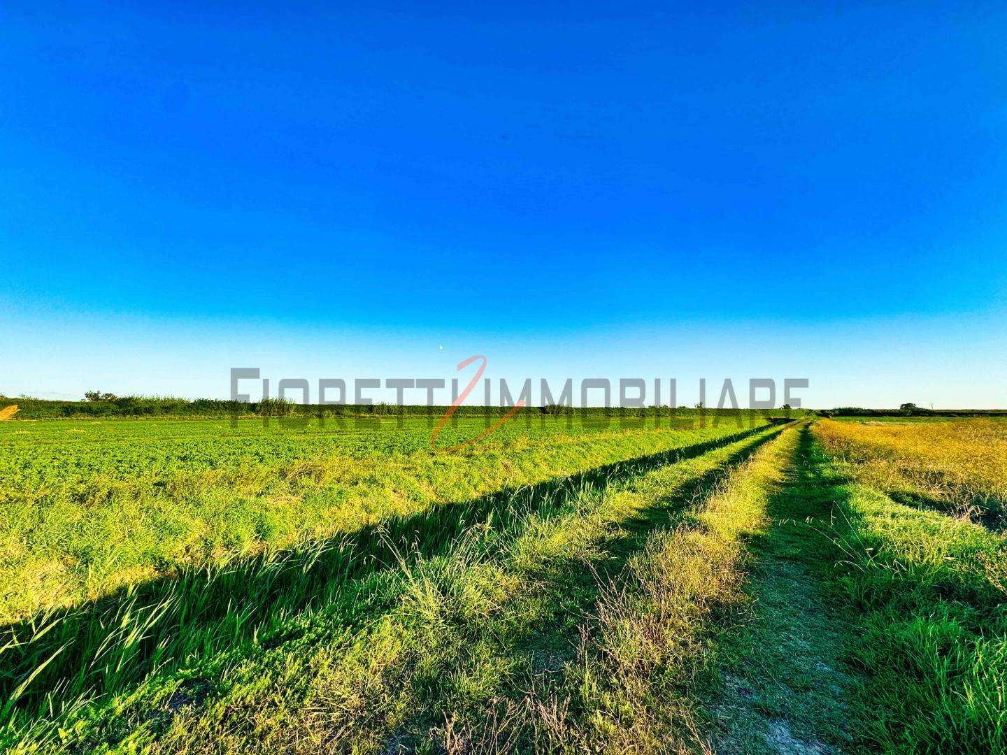 Terreno agricolo Strada Comunale di Piatto Lavato,, Castiglione della Pescaia