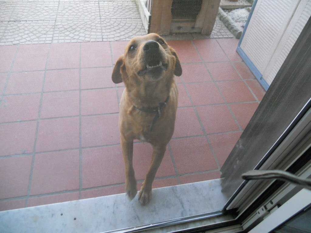  - foto 11
