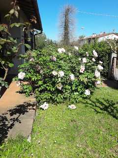  - foto 26