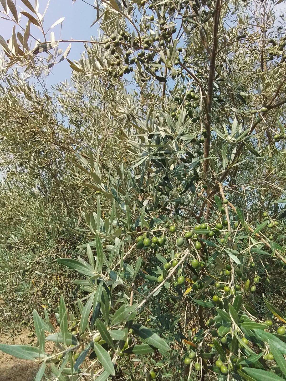  - foto 11