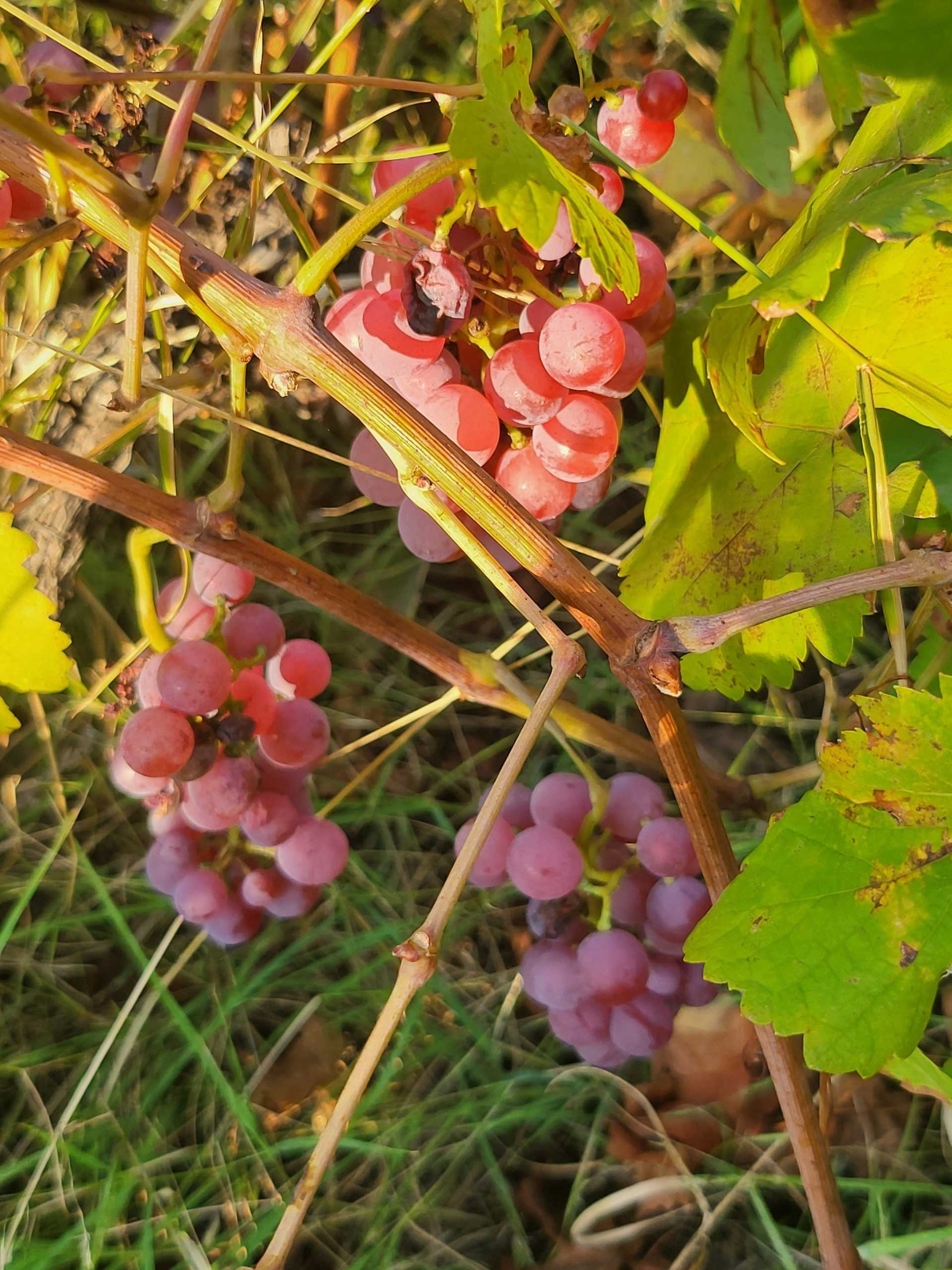  - foto 103