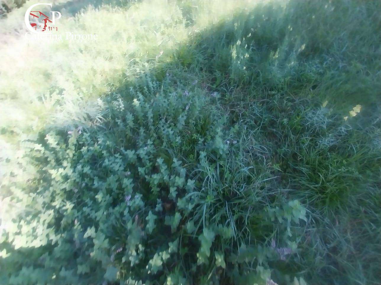  - foto 36
