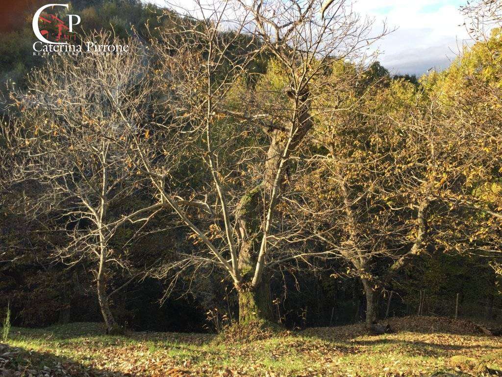  - foto 30