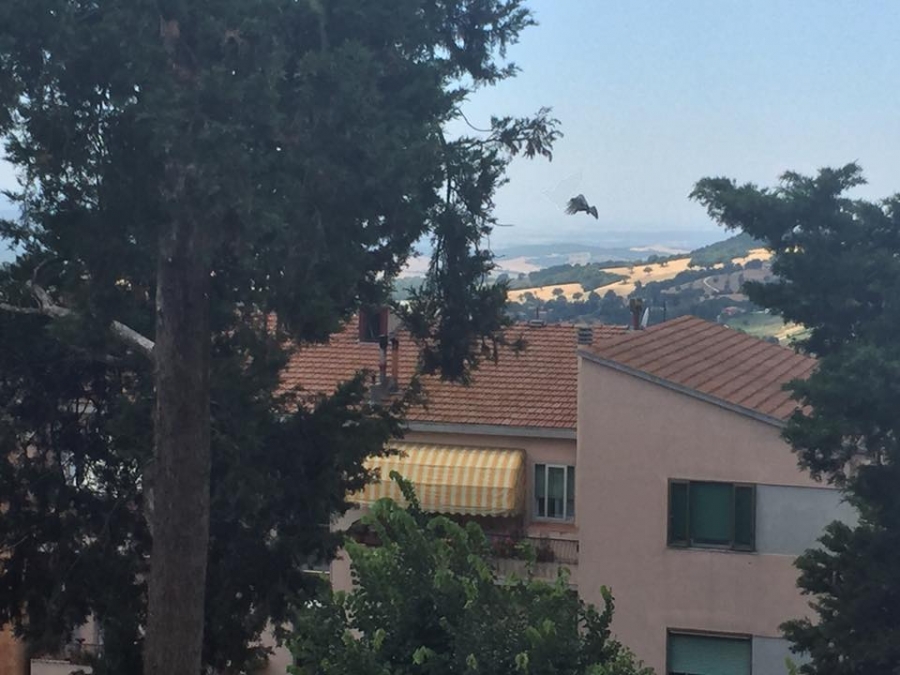 Appartamento Via del Mattatoio  - foto 12