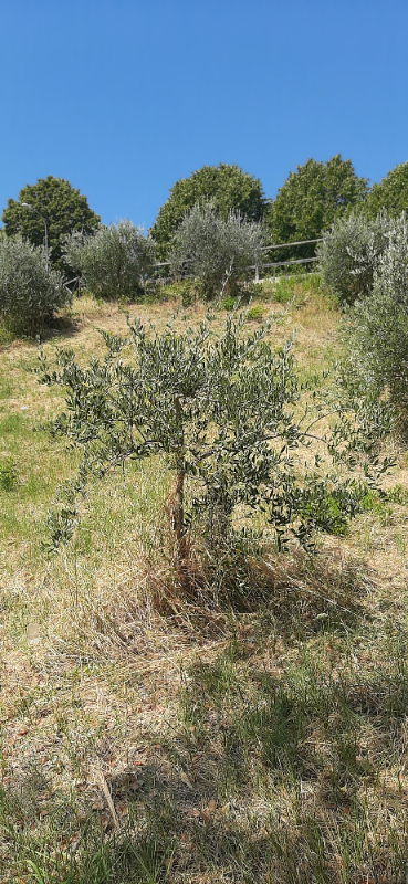  - foto 12