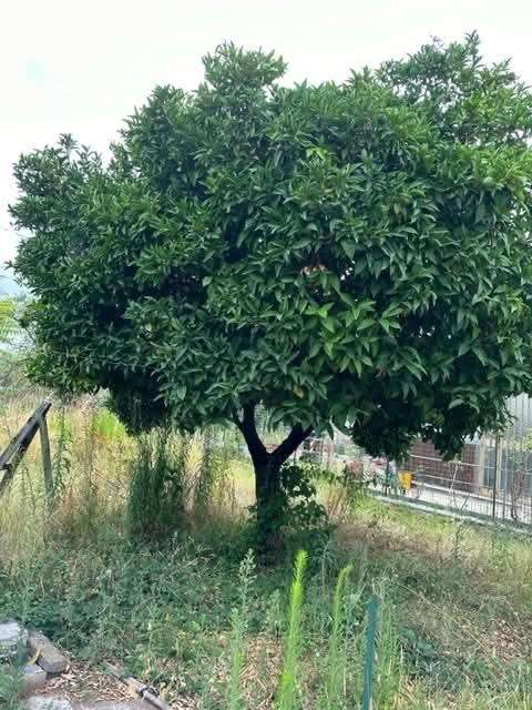  - foto 6