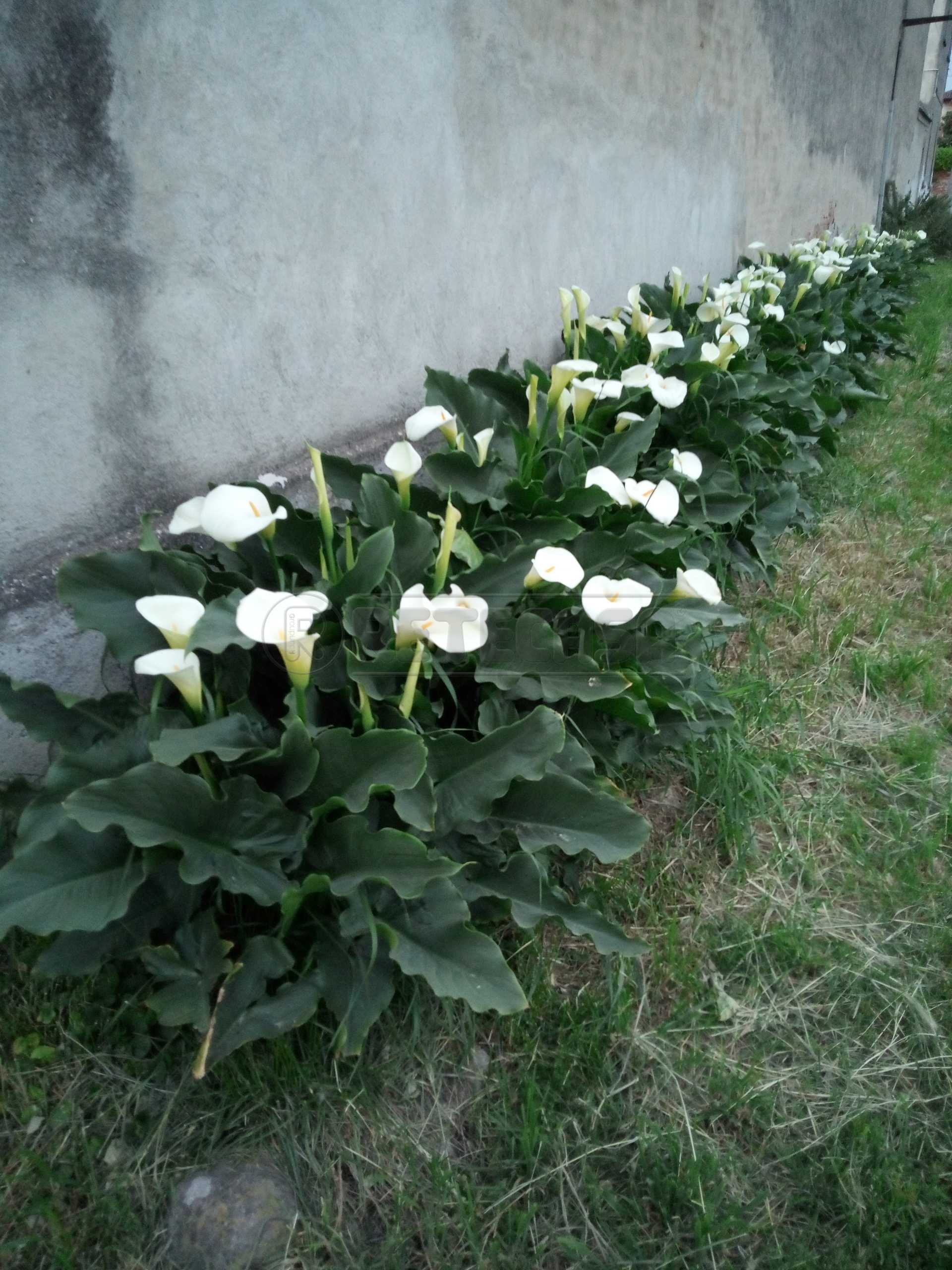  - foto 6
