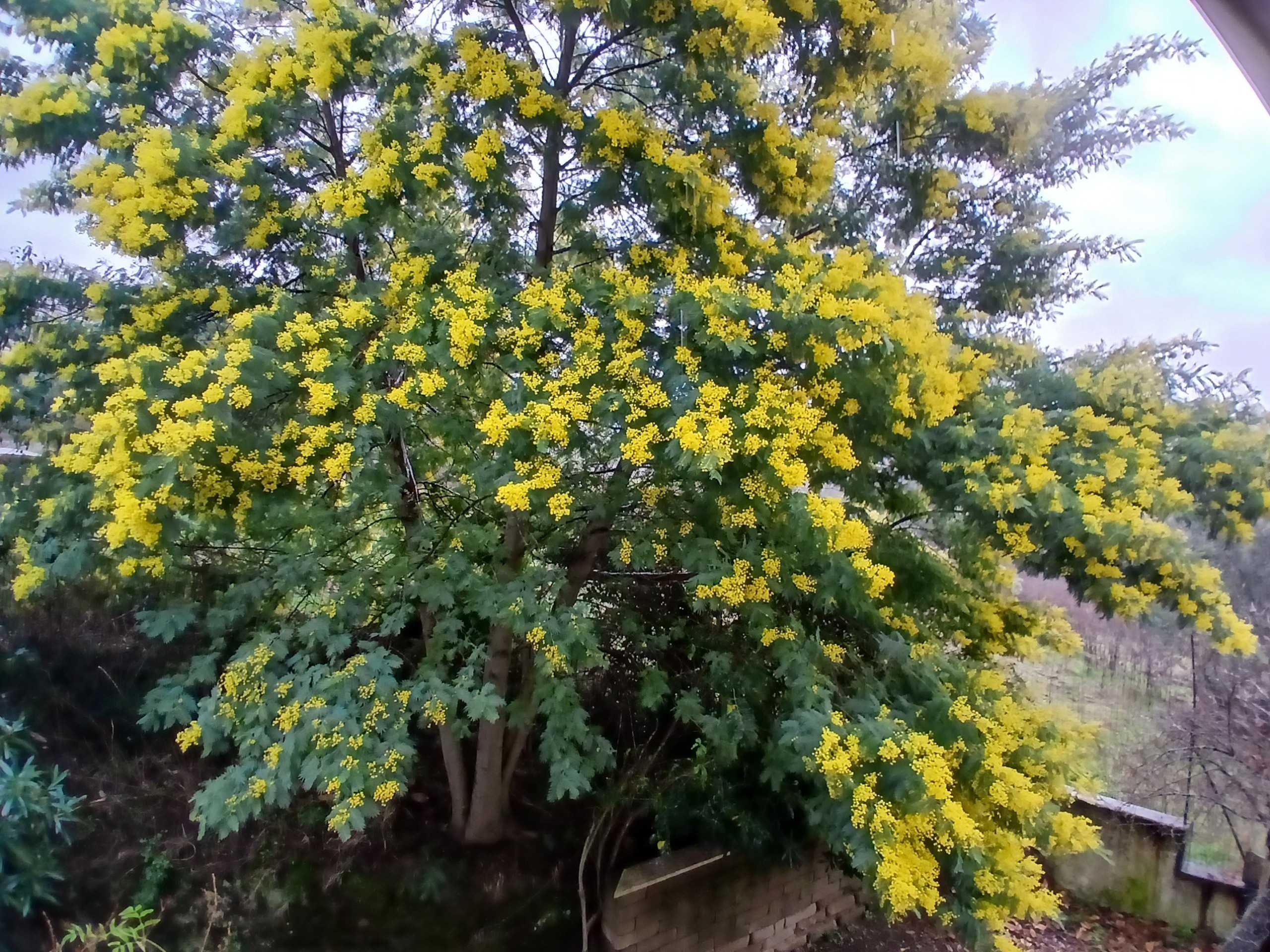  - foto 54