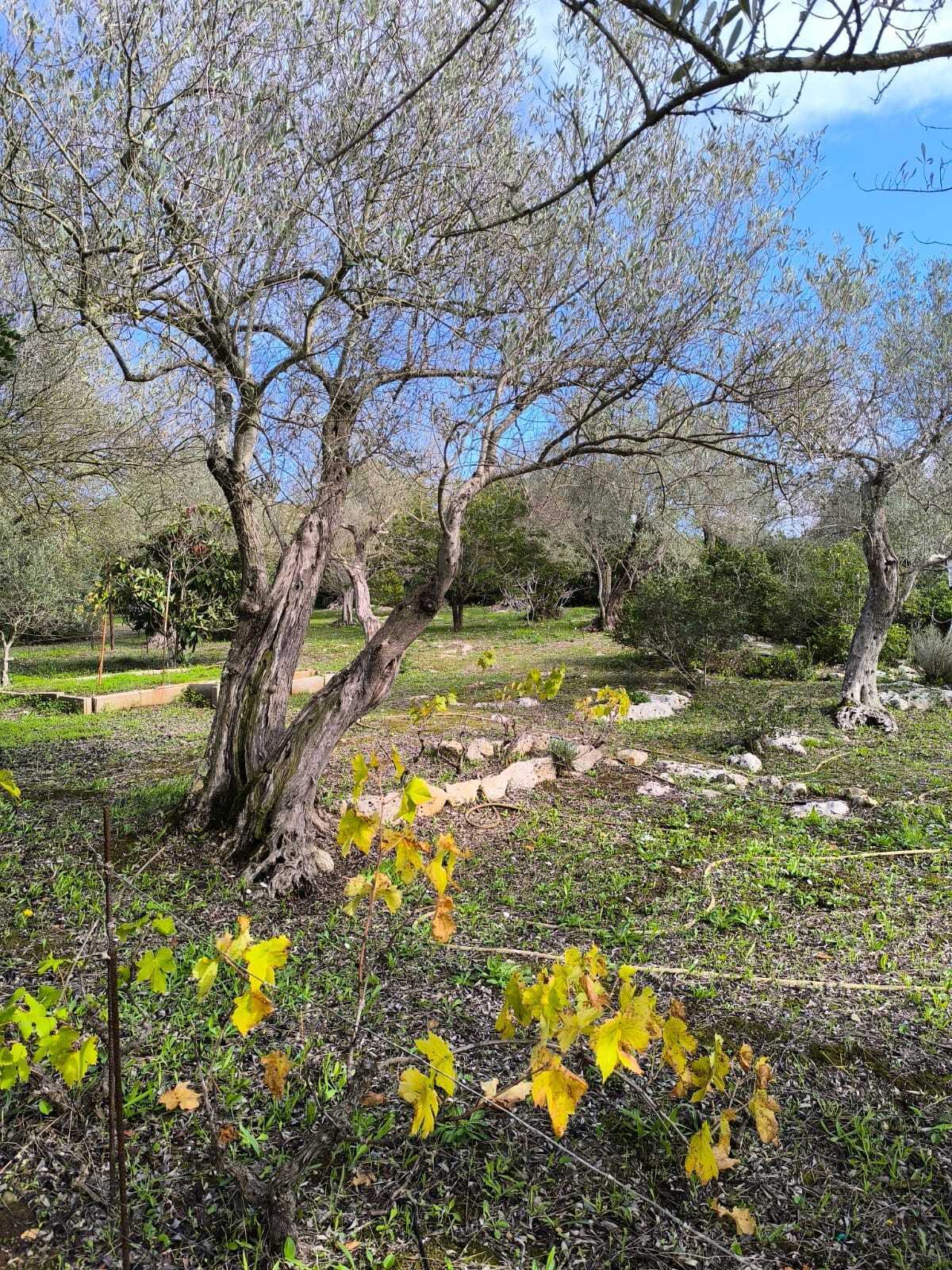  - foto 36
