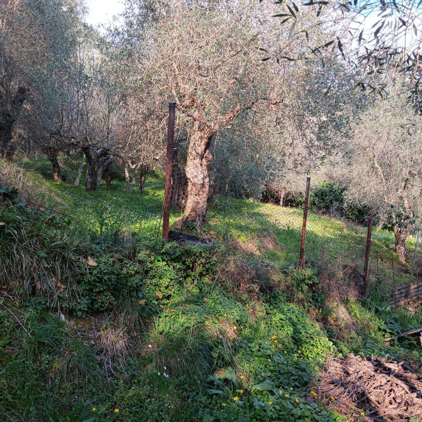 Terreno agricolo Bargecchia LU,, Massarosa