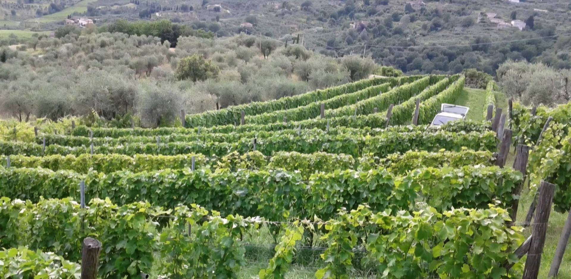 Terreno agricolo via di valgiano, Lucca