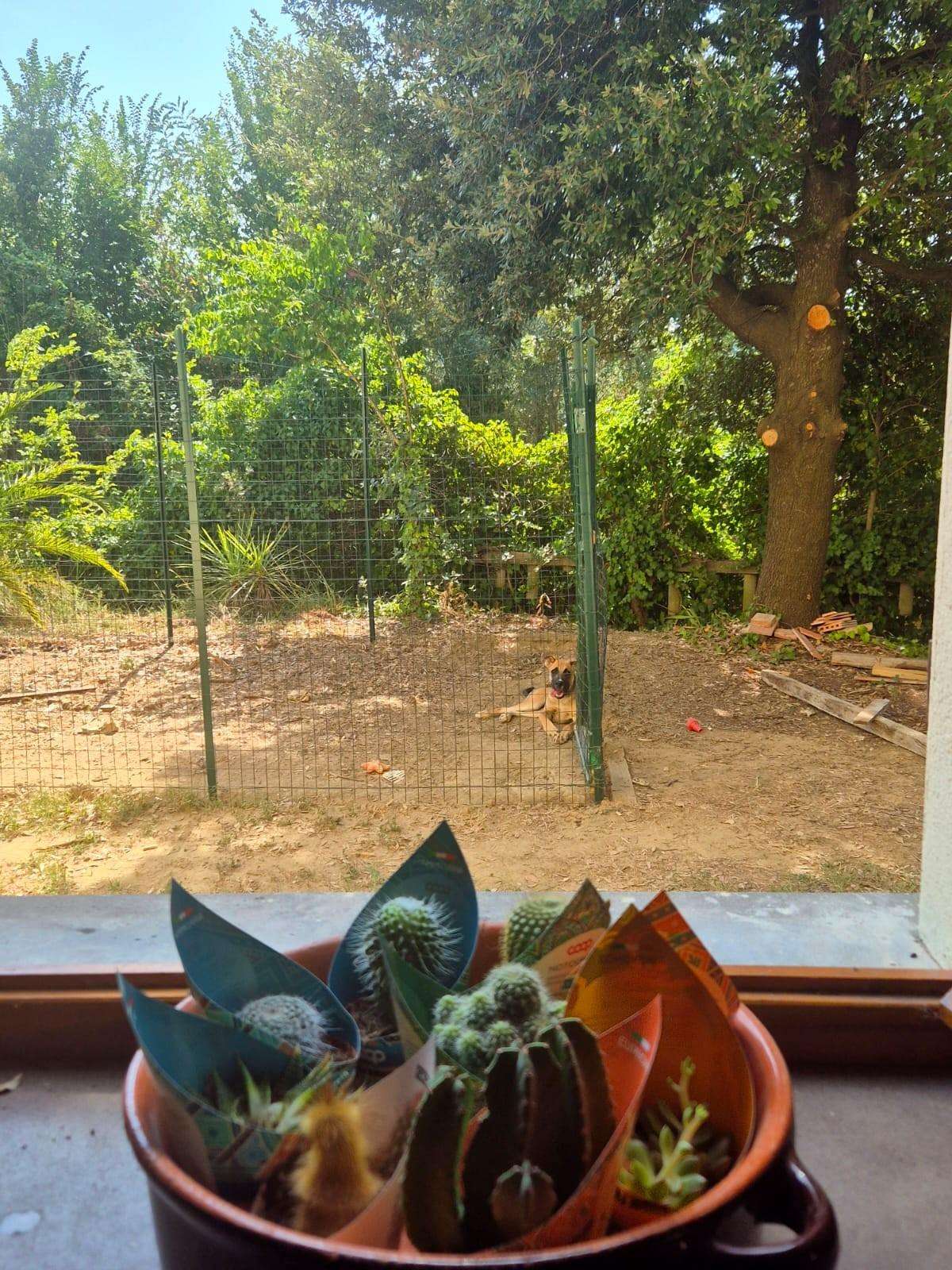  - foto 29