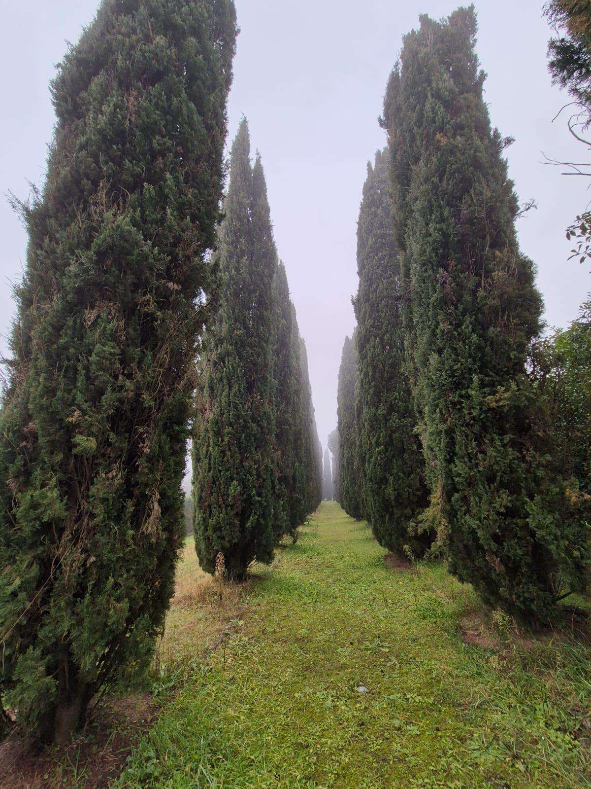  - foto 25
