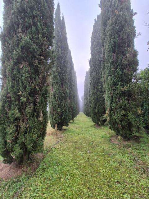  - foto 28
