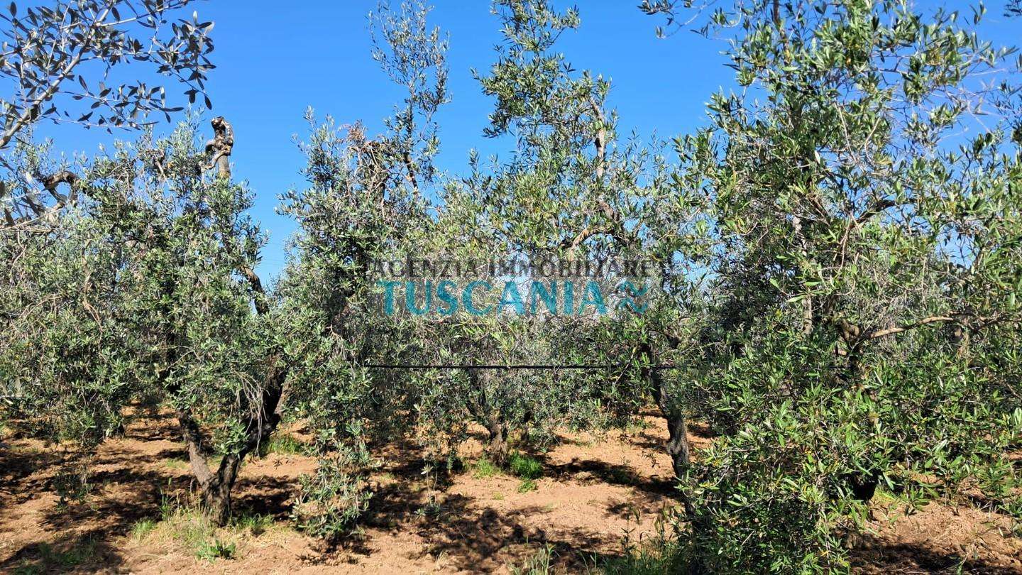 Terreno agricolo Via della Macchia,  21, Cecina