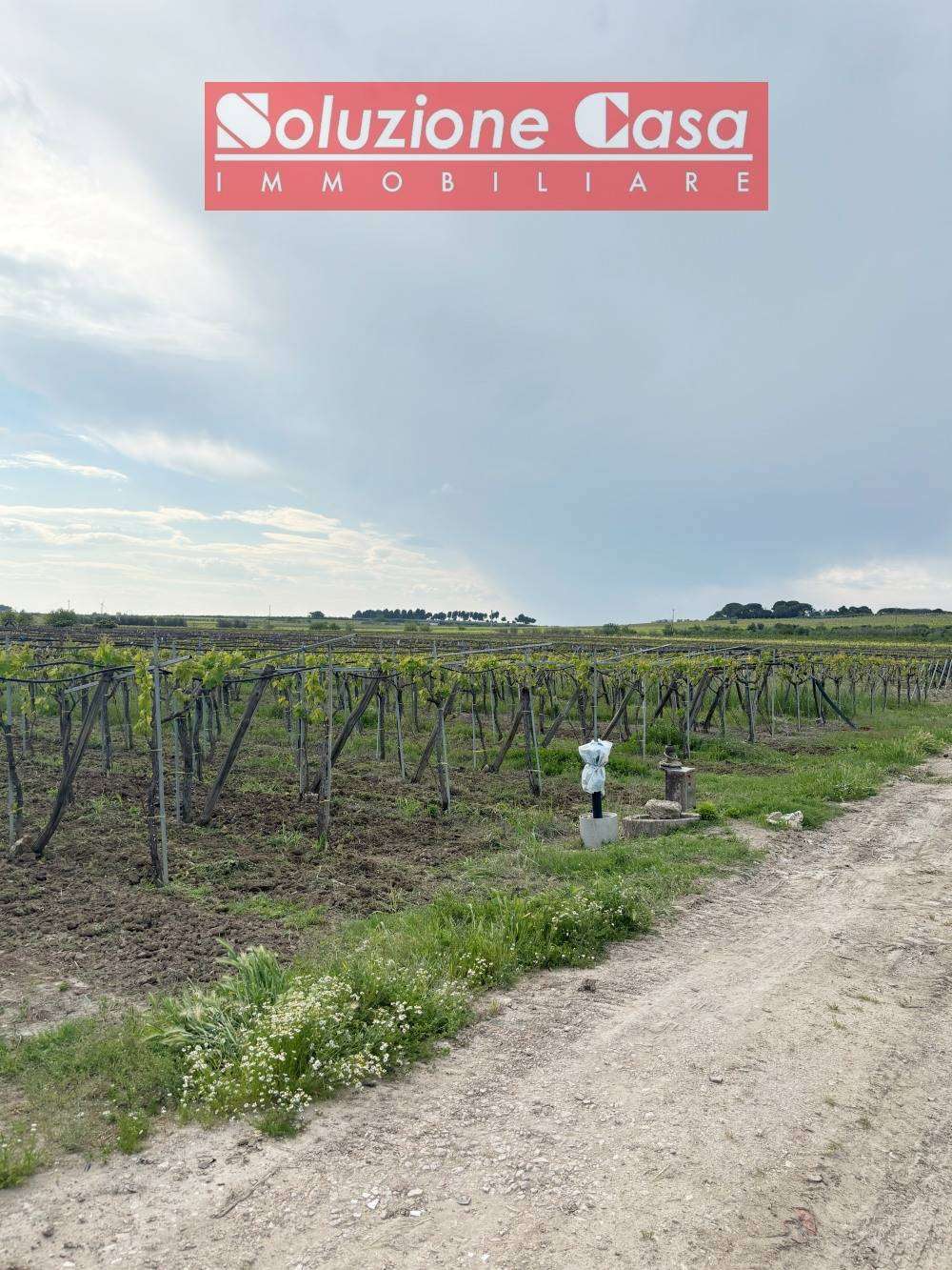 Terreno agricolo, Cerignola