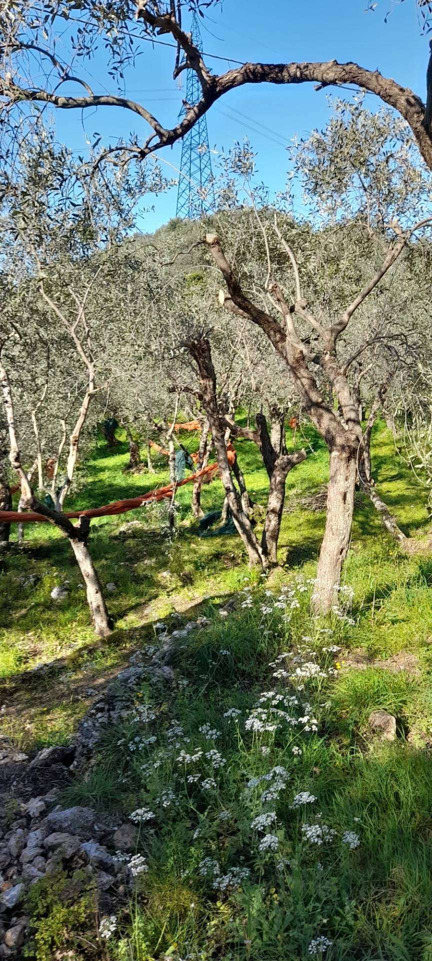 Terreno agricolo via REBUTTO13, Pietrasanta